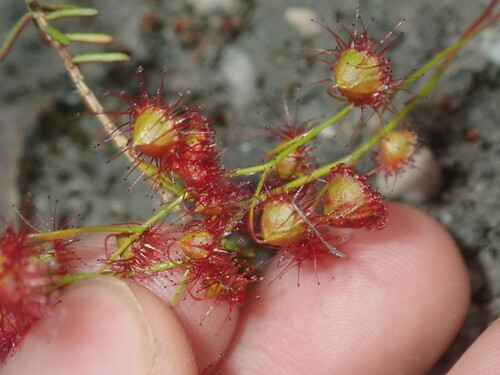 Drosera huegelii
