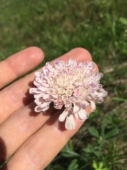 Knautia arvensis