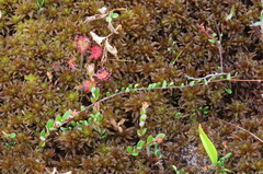 Vaccinium macrocarpon