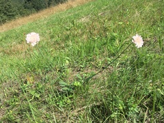 Knautia arvensis