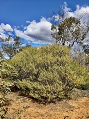 Acacia wilhelmiana