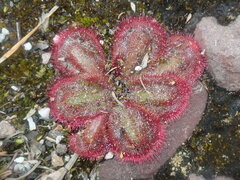 Drosera collina