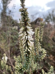 Epacris impressa