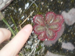 Drosera collina