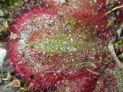 Drosera collina