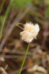 Eriophorum virginicum