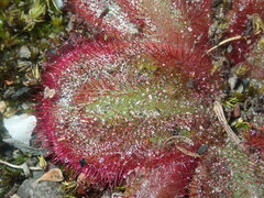 Drosera collina