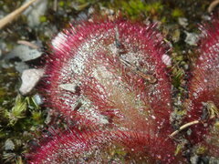 Drosera collina