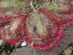 Drosera collina