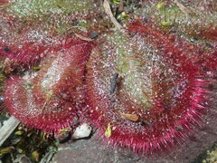 Drosera collina