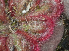 Drosera collina