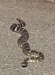 Crotalus oreganus oreganus