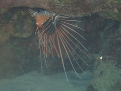 Pterois radiata