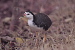 Amaurornis phoenicurus