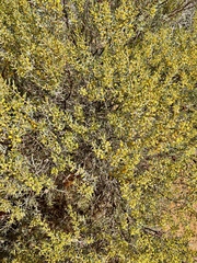 Acacia wilhelmiana