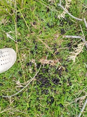 Cervus nippon taiouanus