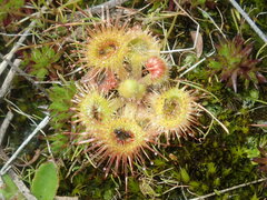 Drosera glanduligera
