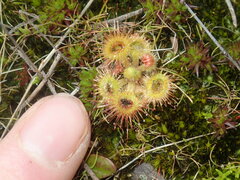 Drosera glanduligera