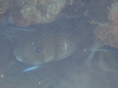 Diodon hystrix
