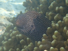 Gymnothorax meleagris