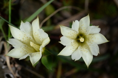 Gentiana scabrida