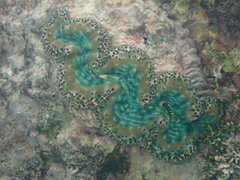 Tridacna maxima