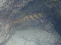 Sargocentron microstoma