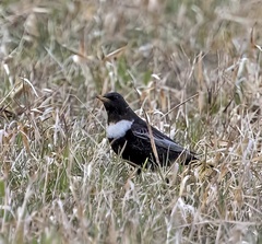 Turdus torquatus