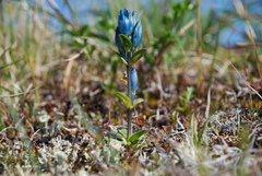 Gentiana glauca