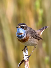 Luscinia svecica