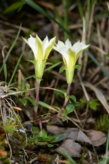 Gentiana scabrida