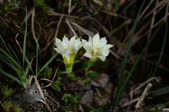 Gentiana scabrida