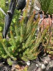 Darwinia oxylepis