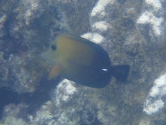 Zebrasoma scopas