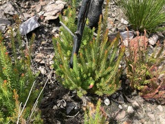 Darwinia oxylepis