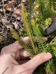 Darwinia oxylepis