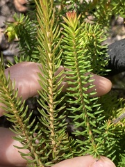 Darwinia oxylepis