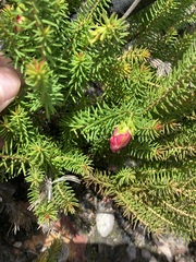 Darwinia oxylepis