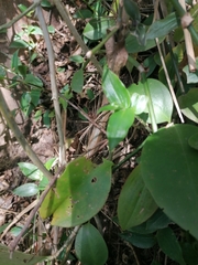 Pereskia aculeata