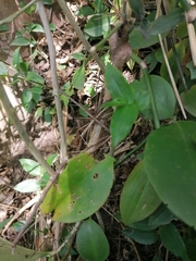 Pereskia aculeata
