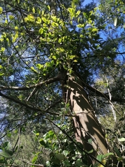 Pereskia aculeata