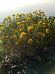 Chrysothamnus viscidiflorus viscidiflorus