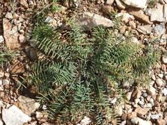 Astragalus onobrychis