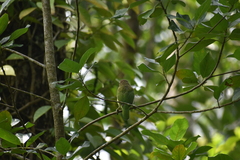 Psilopogon viridis