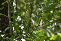 Psilopogon viridis