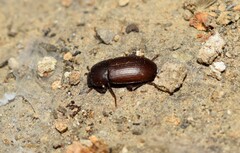 Opatroides punctulatus