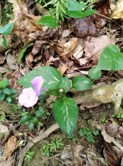 Dicliptera tinctoria
