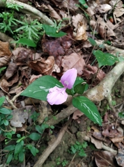 Dicliptera tinctoria