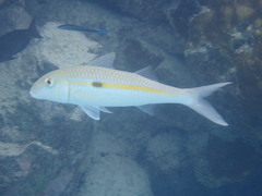 Mulloidichthys vanicolensis