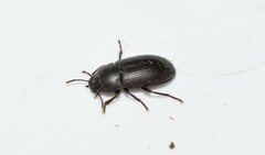 Opatroides punctulatus